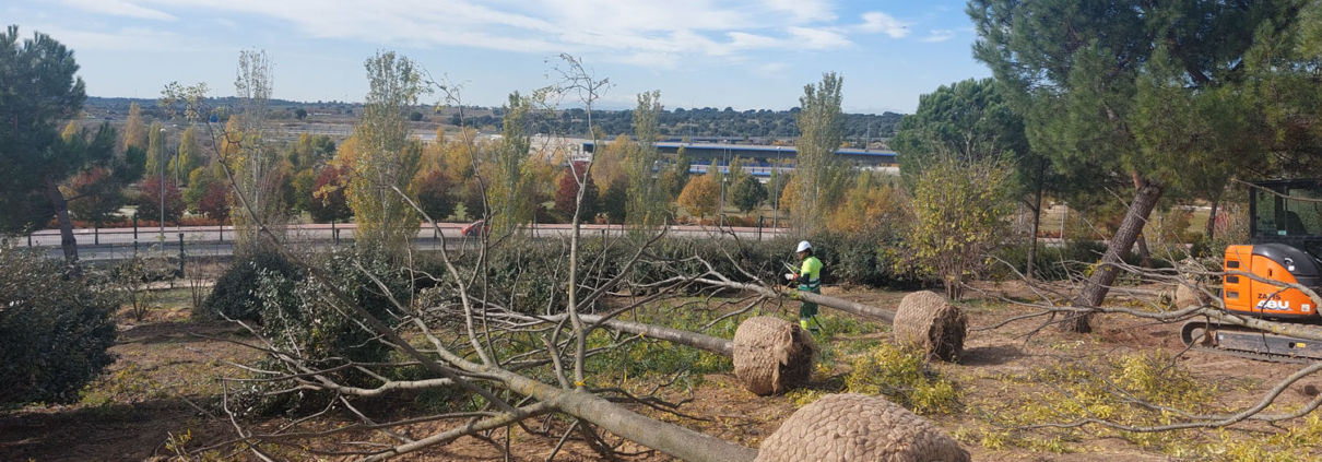 Grupo Raga finaliza el trasplante de más de 400 árboles en la Ciudad Financiera del Santander