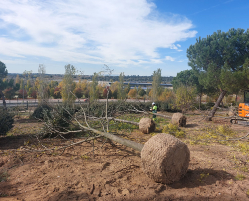 Grupo Raga finaliza el trasplante de más de 400 árboles en la Ciudad Financiera del Santander