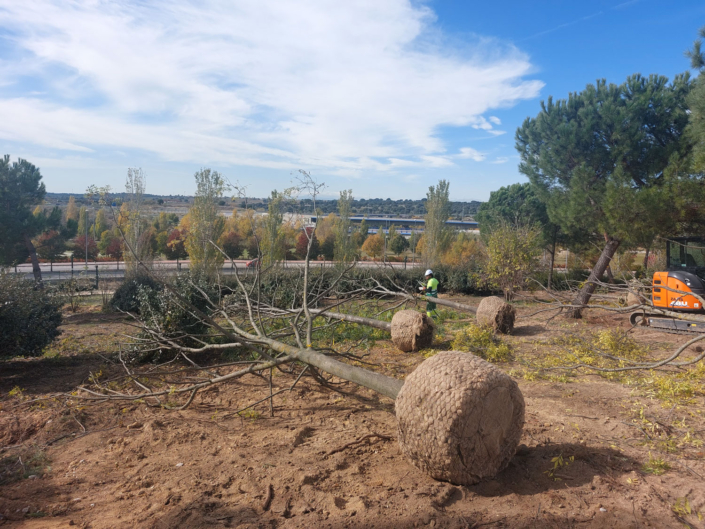 Grupo Raga finaliza el trasplante de más de 400 árboles en la Ciudad Financiera del Santander