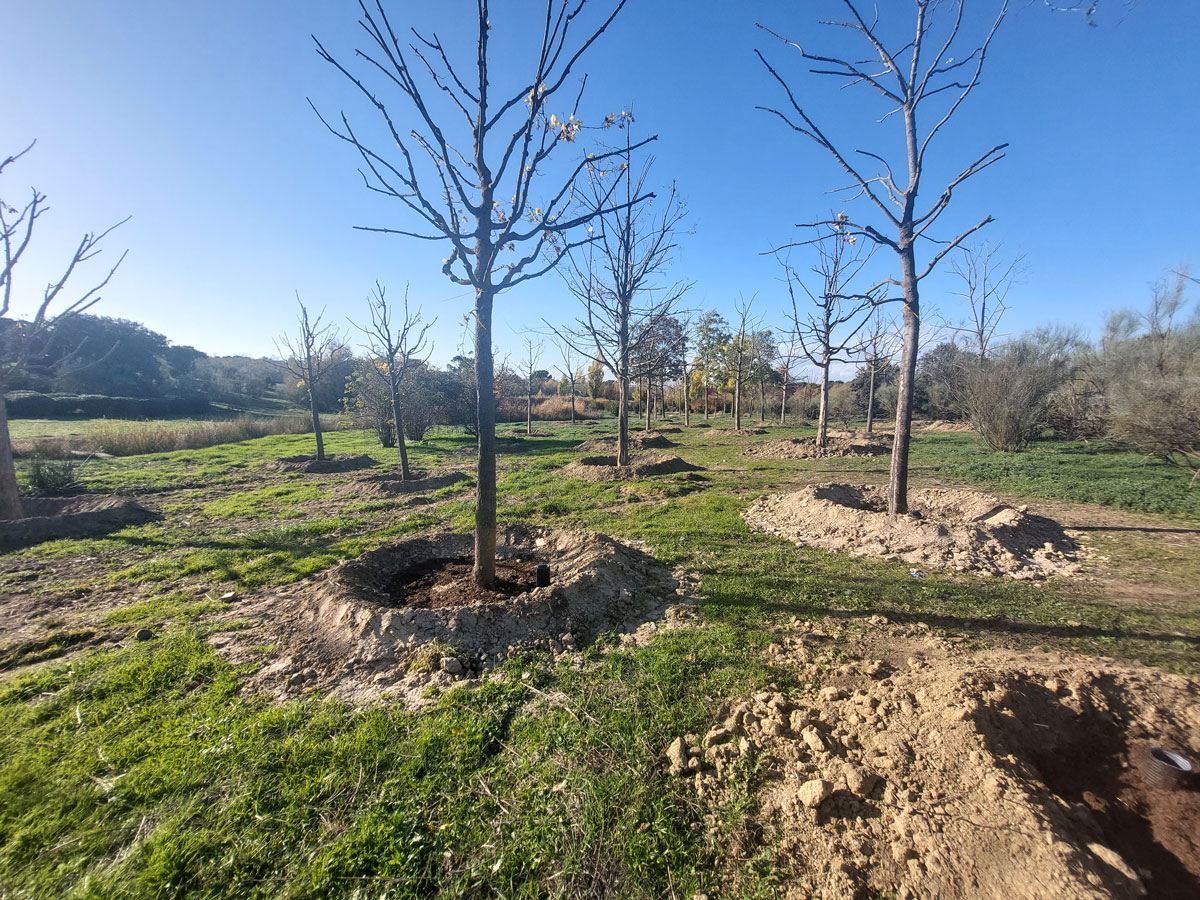Grupo Raga finaliza el trasplante de más de 400 árboles en la Ciudad Financiera del Santander